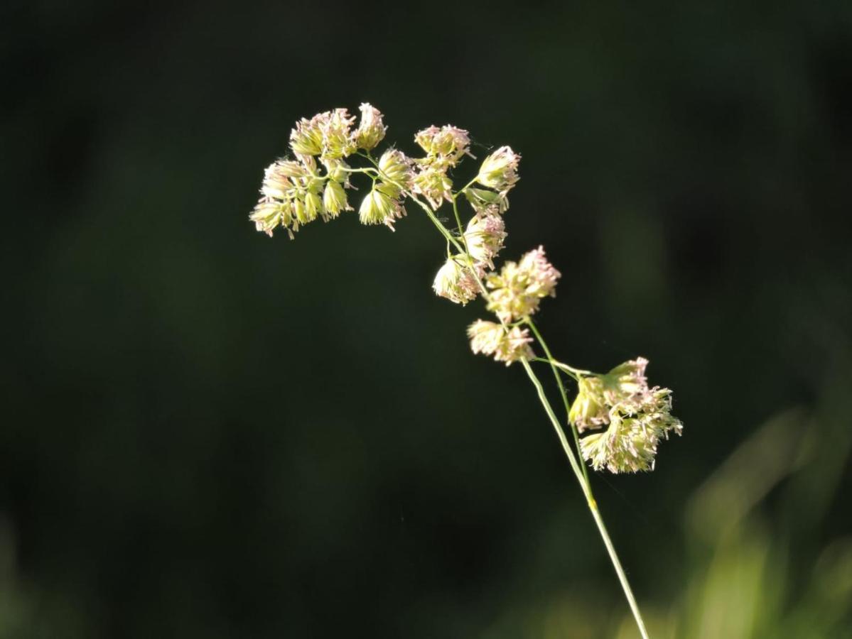 L'Hotie De Broceliande, Au Coeur Des Sites Naturels Et Legendaires Paimpont Luaran gambar