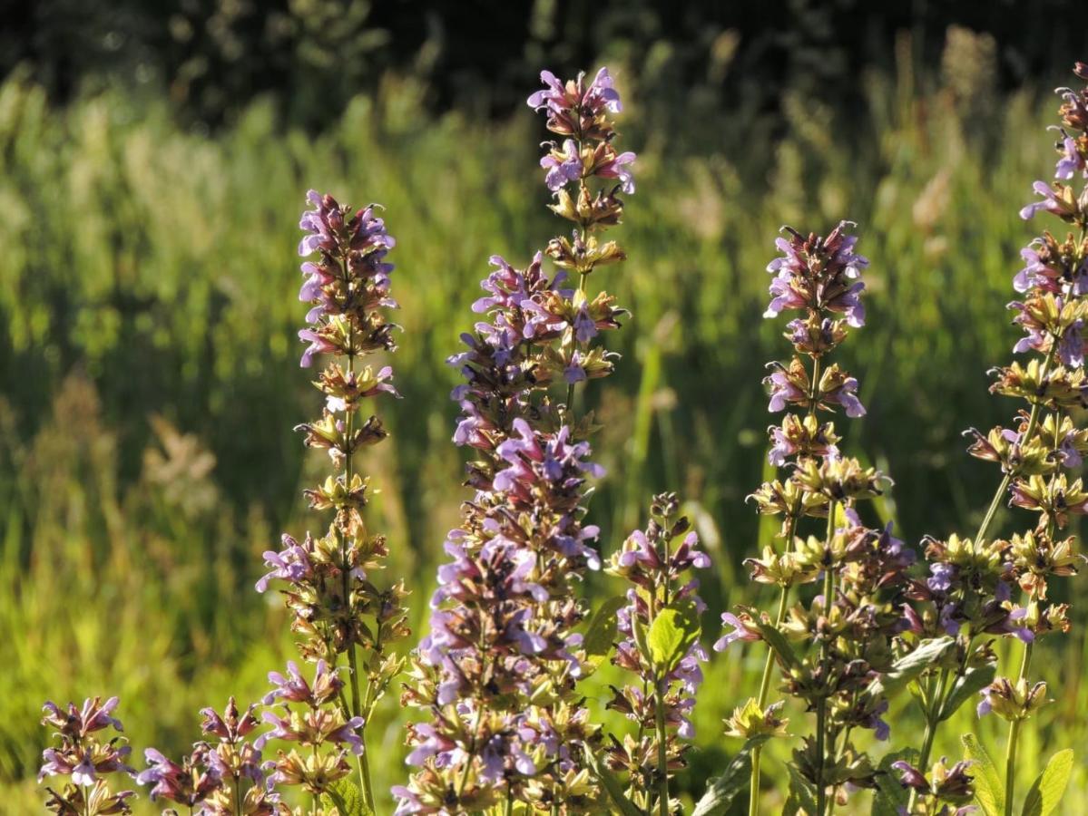 L'Hotie De Broceliande, Au Coeur Des Sites Naturels Et Legendaires Paimpont Luaran gambar