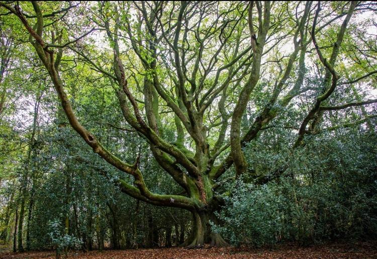 L'Hotie De Broceliande, Au Coeur Des Sites Naturels Et Legendaires Paimpont Luaran gambar