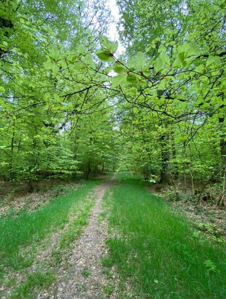 L'Hotie De Broceliande, Au Coeur Des Sites Naturels Et Legendaires Paimpont Luaran gambar